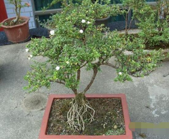 六月雪怎么變粗，做好六點基本方法生長粗壯