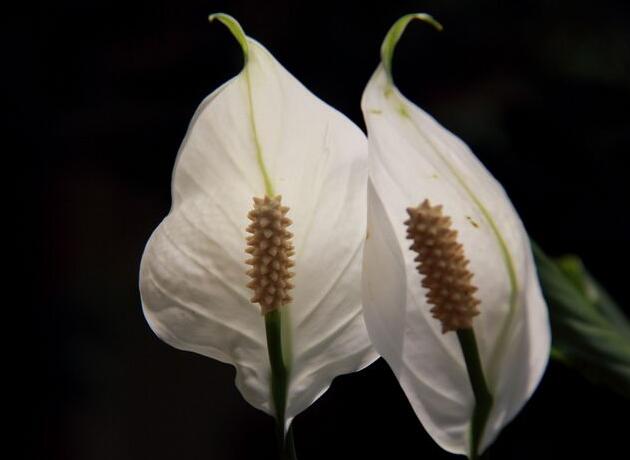 水培一帆風(fēng)順的養(yǎng)殖方法，水質(zhì)的要求最重要