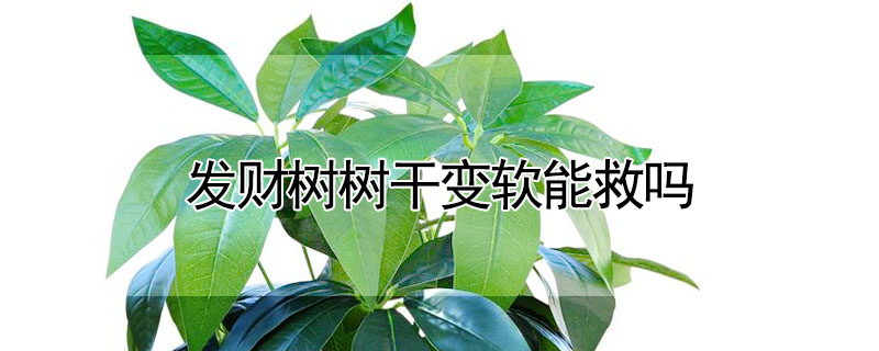 發(fā)財樹樹干變軟能救嗎