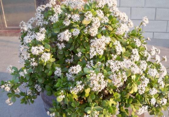 玉樹(shù)花盆景圖片大全，每個(gè)盆景都玉樹(shù)臨風(fēng)、多姿多彩