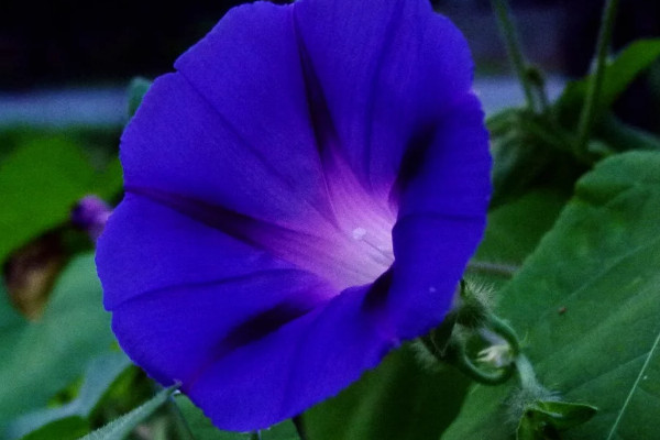 牽?；槭裁礇]開花就焉了