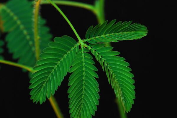 含羞草一直閉合不開，導(dǎo)致含羞草閉合的5種原因