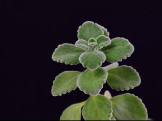 碰碰香的功效與作用，凈化空氣、消炎消腫，制作香精