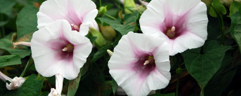 牽?；ㄅ柙匀菀组_花嗎