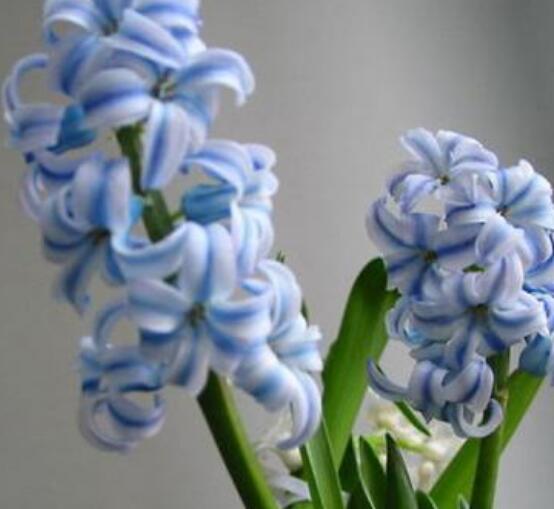 風(fēng)信子葉子太長(zhǎng)立不住是怎么回事，教你常見(jiàn)三種原因以及解決方法