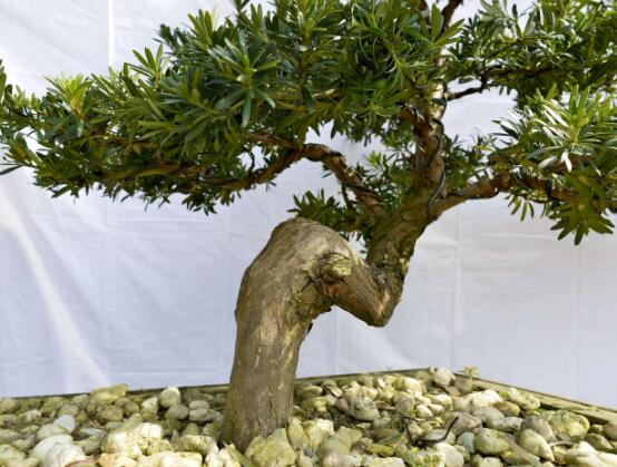 羅漢松怎么修剪，羅漢松修剪方法