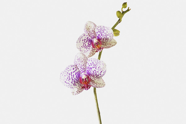 蝴蝶蘭的花骨朵為什么會(huì)枯萎掉落