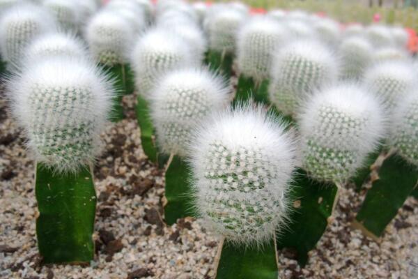 仙人球播種出苗后養(yǎng)護(hù)