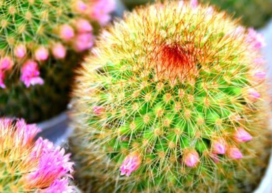 家里放仙人球是吉是兇，化解煞氣、安居樂業(yè)(吉兆)