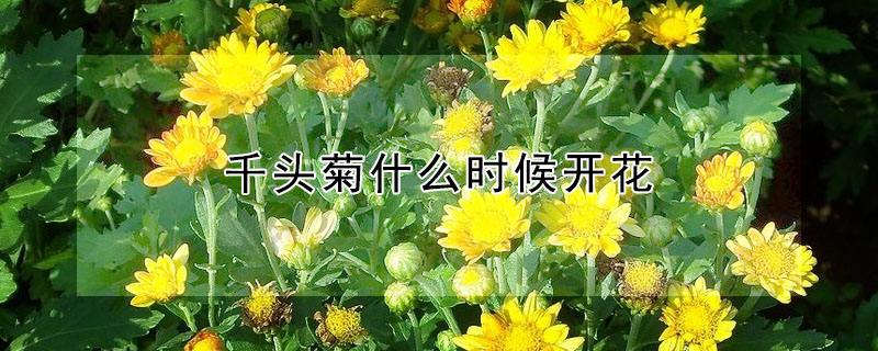 千頭菊什么時(shí)候開(kāi)花
