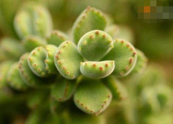 熊童子用什么土，腐葉土、園土、沙土最為合適