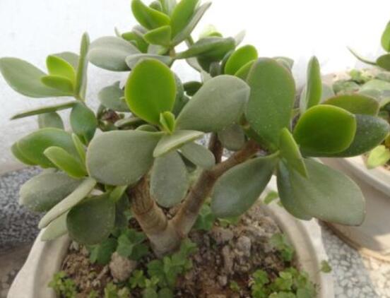 燕子掌葉片發(fā)軟怎么辦，多半是澆水和盆土不當導致