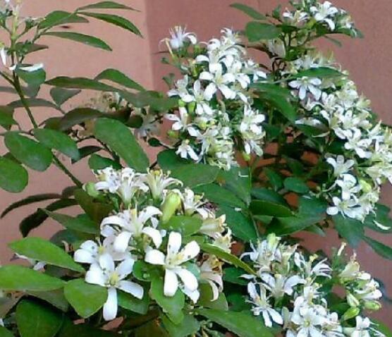 九里香的養(yǎng)殖方法和注意事項(xiàng)，老農(nóng)總結(jié)出七大養(yǎng)殖基本方法