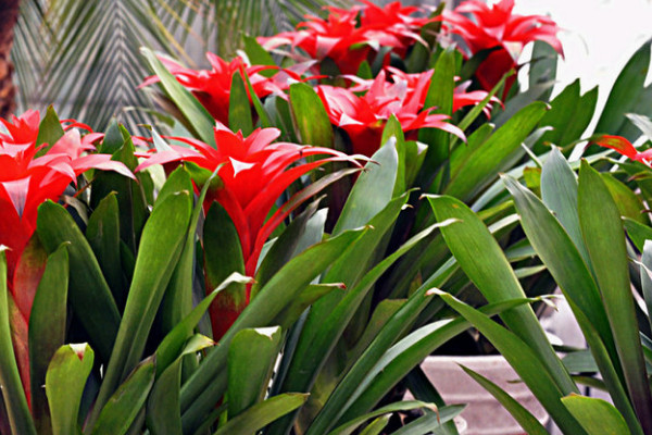 鴻運當(dāng)頭怎么養(yǎng)才開花