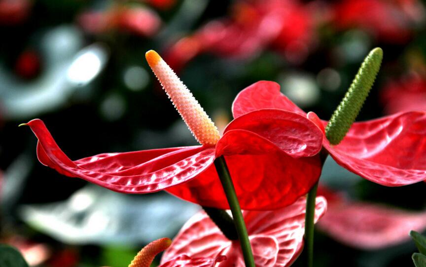 紅掌扦插圖解，極高成活率的方法