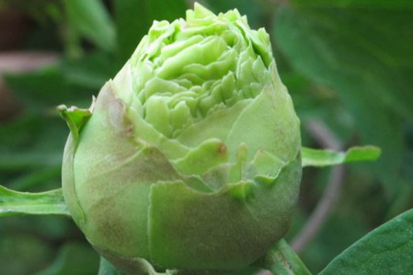 樹(shù)蔭下能種牡丹花嗎