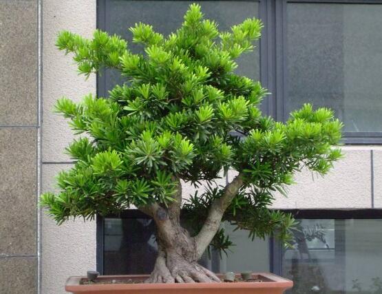 羅漢松品種，盤點(diǎn)羅漢松最珍貴的五大品種