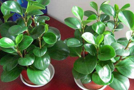 碧玉為什么會爛根，碧玉爛根怎么辦(換盆換土重新栽培)