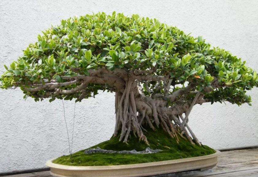 盆栽榕樹(shù)冬天怎么養(yǎng)，過(guò)冬必備的五種方法技巧