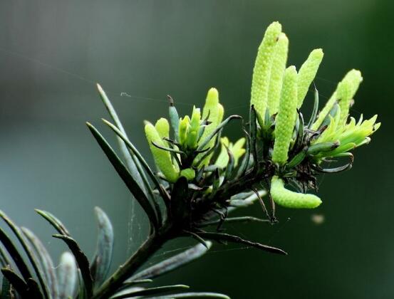 羅漢松品種，盤點羅漢松最珍貴的五大品種