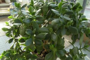 玉樹怎么養(yǎng)，玉樹的養(yǎng)殖方法和注意事項