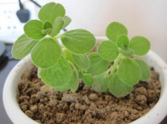 碰碰香的繁殖與養(yǎng)護，扦插繁殖存活率最高/肥水光照充足