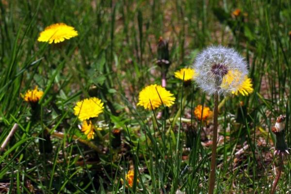 蒲公英采摘季節(jié)，春季食用秋季藥用