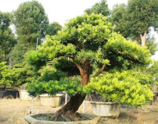 羅漢松盆景修剪技巧，教你三種修剪方法(疏剪/短剪/縮剪)