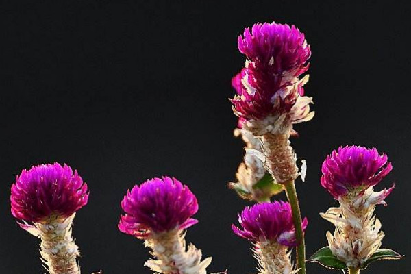 千日紅開(kāi)花后怎樣修剪