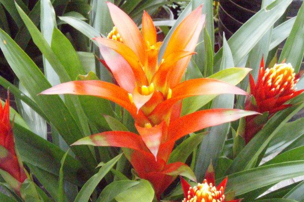 鴻運(yùn)當(dāng)頭多久換一次水