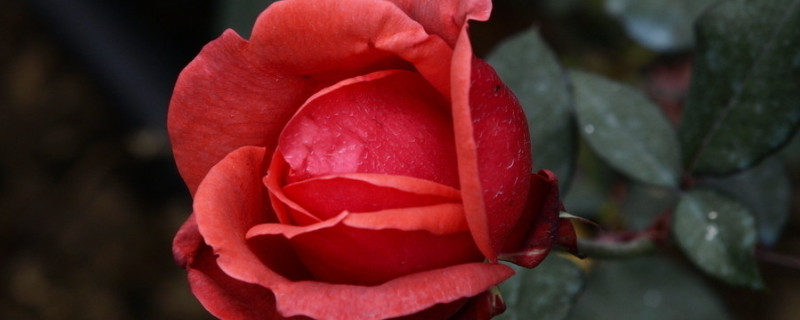 玫瑰花移栽注意事項(xiàng)