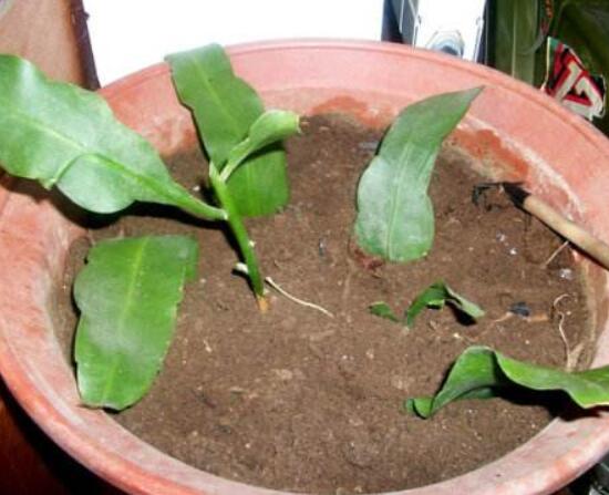 曇花什么時(shí)候葉插，以春季為主/擇兩年生健康老葉