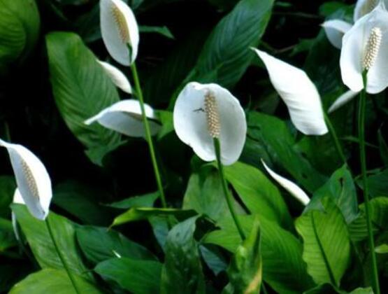 一帆風(fēng)順澆什么水好，澆淘米水、池塘水使枝葉青翠碧綠