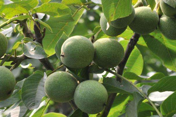 核桃果發(fā)黑怎樣防治