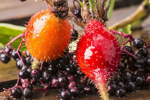 玫瑰花會結(jié)果子嗎