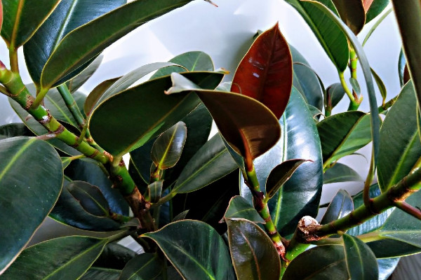 橡皮樹怎么修剪，摘心刻芽/疏除密枝