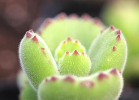 熊童子開花寓意，一片生機勃勃的綠色景象(美好寓意)