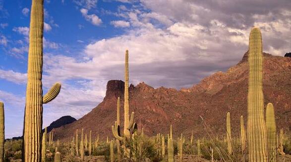 仙人掌的養(yǎng)殖方法和注意事項(xiàng)，小白都能學(xué)會(huì)的種植方法和技巧