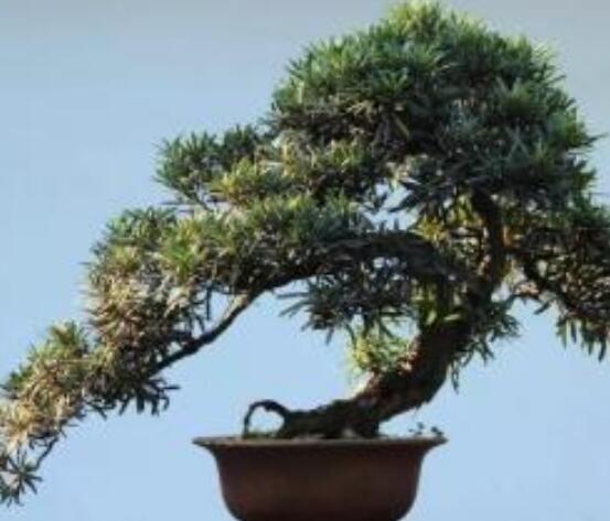 羅漢松寓意是什么，意著招財(cái)進(jìn)寶、長壽吉祥(美好)