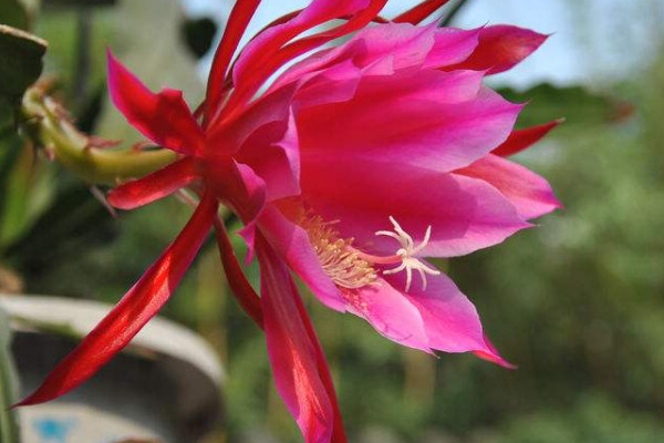 荷花令箭的養(yǎng)殖方法和注意事項