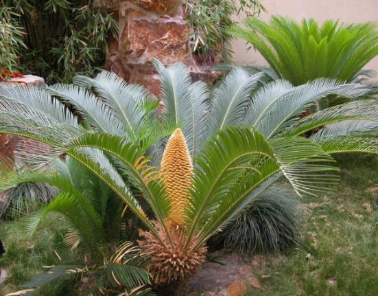 鐵樹開花有什么寓意，象征著大富大貴、吉祥瑞兆