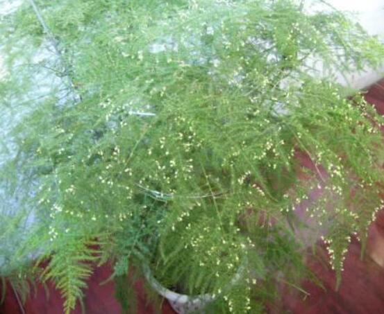 文竹肥料有哪些，餅肥、無(wú)機(jī)復(fù)合肥、液肥為主(枝繁葉茂)