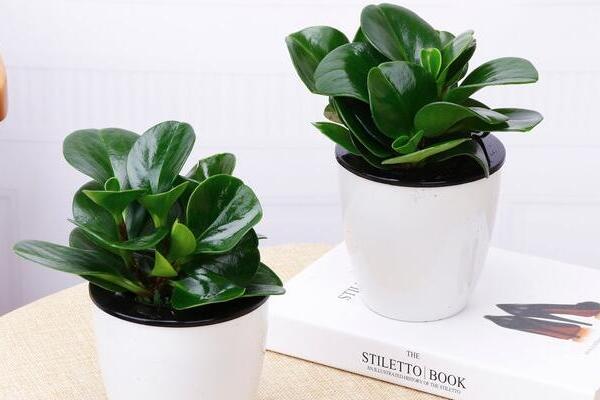 碧玉花葉子發(fā)黃怎么辦，5種原因以及解決方法