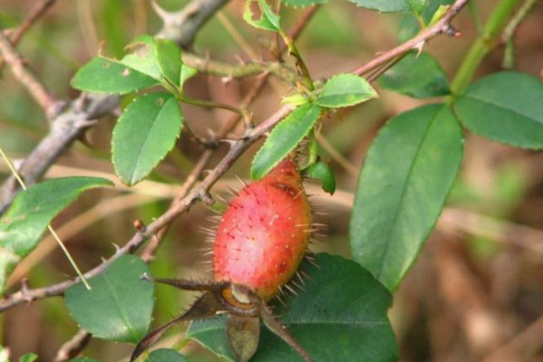 金櫻子一年結(jié)幾次果