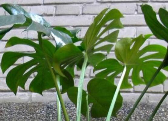 誤食龜背竹葉子怎么辦，第一時(shí)間去醫(yī)院積極治療(中毒較深)