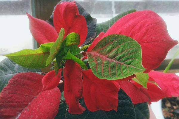 一品紅葉子卷起來發(fā)黃