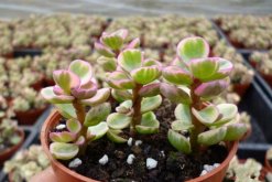 雅樂(lè)之舞如何安全過(guò)冬，保溫措施是最基本的要求