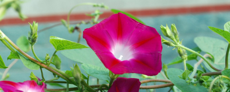 牽?；ㄈ~子的形狀特點