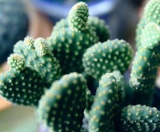 仙人掌變黃的原因是什么，四種原因以及解決方法