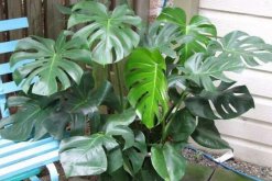 龜背竹有風(fēng)水講究嗎，這些位置千萬不要放